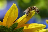 Clos-des-abeilles-sm